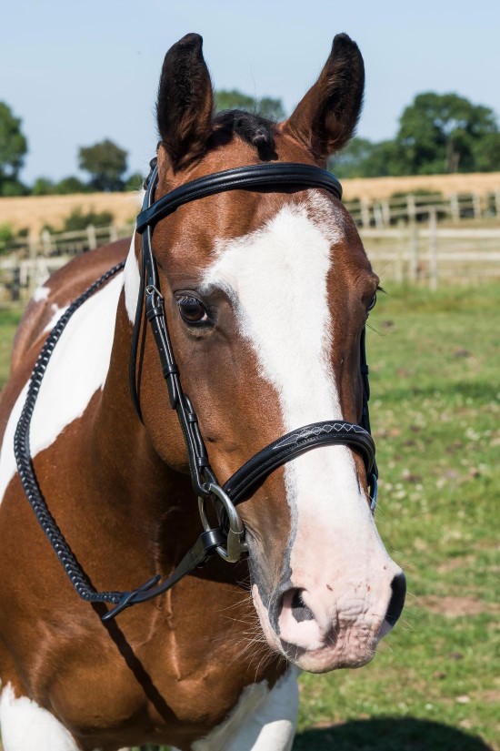 EB English Comfort Fancy Stitched Bridle